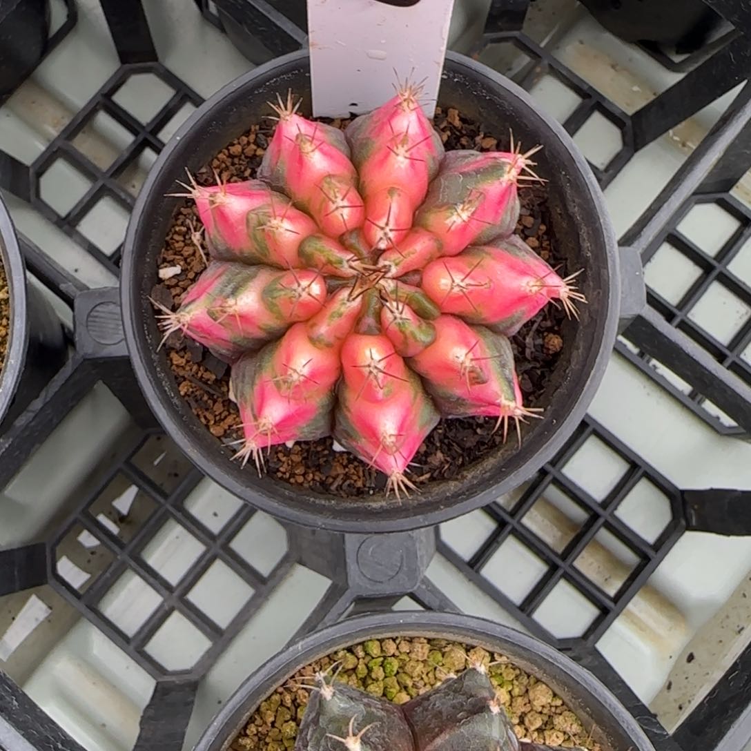 157-0213草莓脱土发多肉