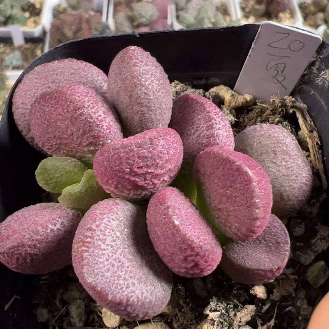 w夏娃多肉植物水泡