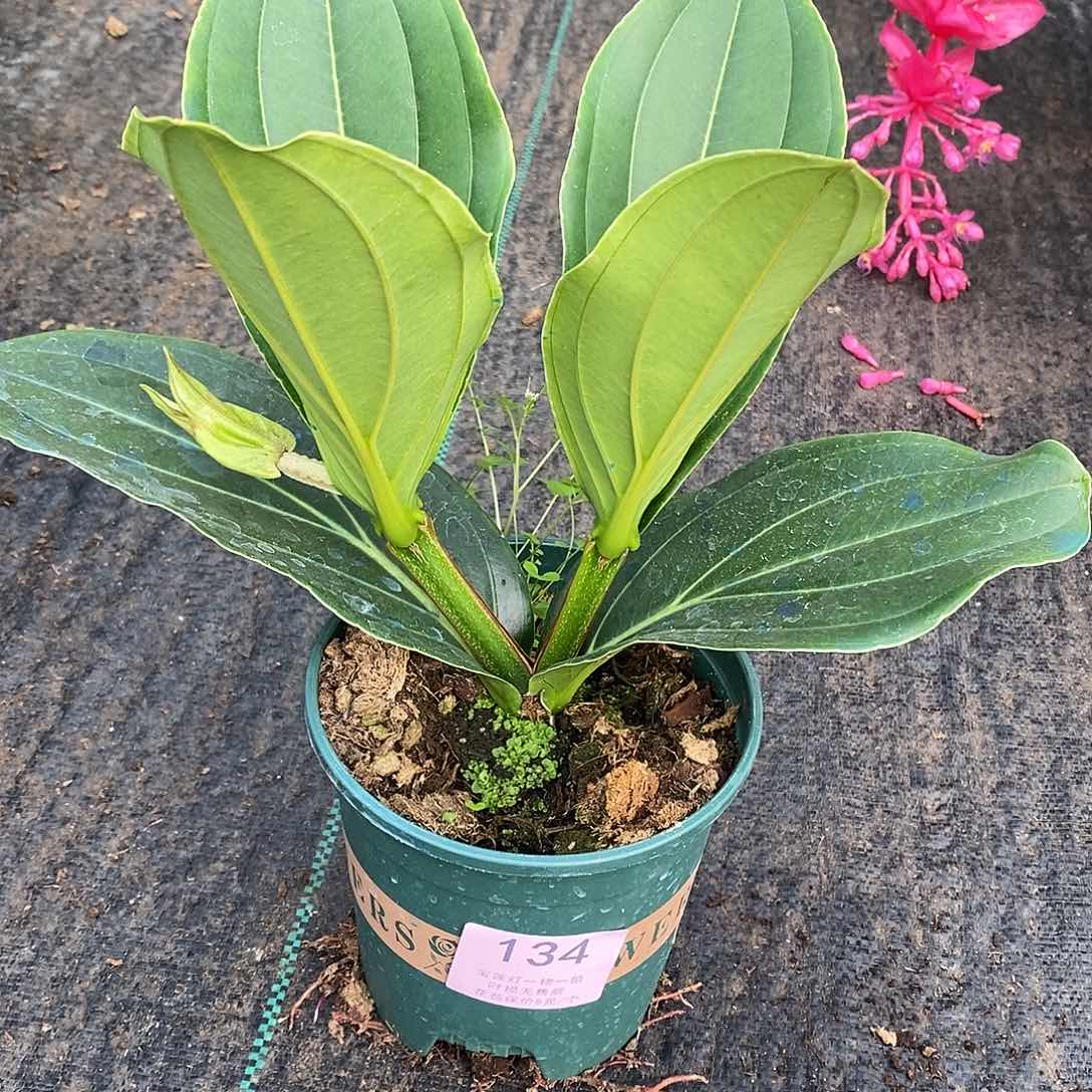 木本植物花*木本花卉134