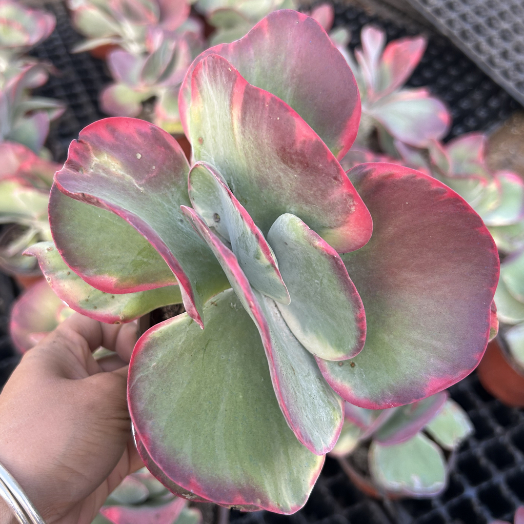 唐印锦多肉植物   全场满16.8包邮，实物以直播展示为准