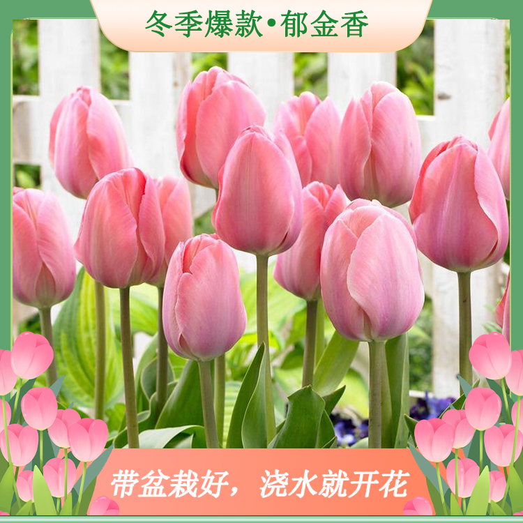 进口郁金香种球5度球水培土培耐寒适合室内外阳台花卉