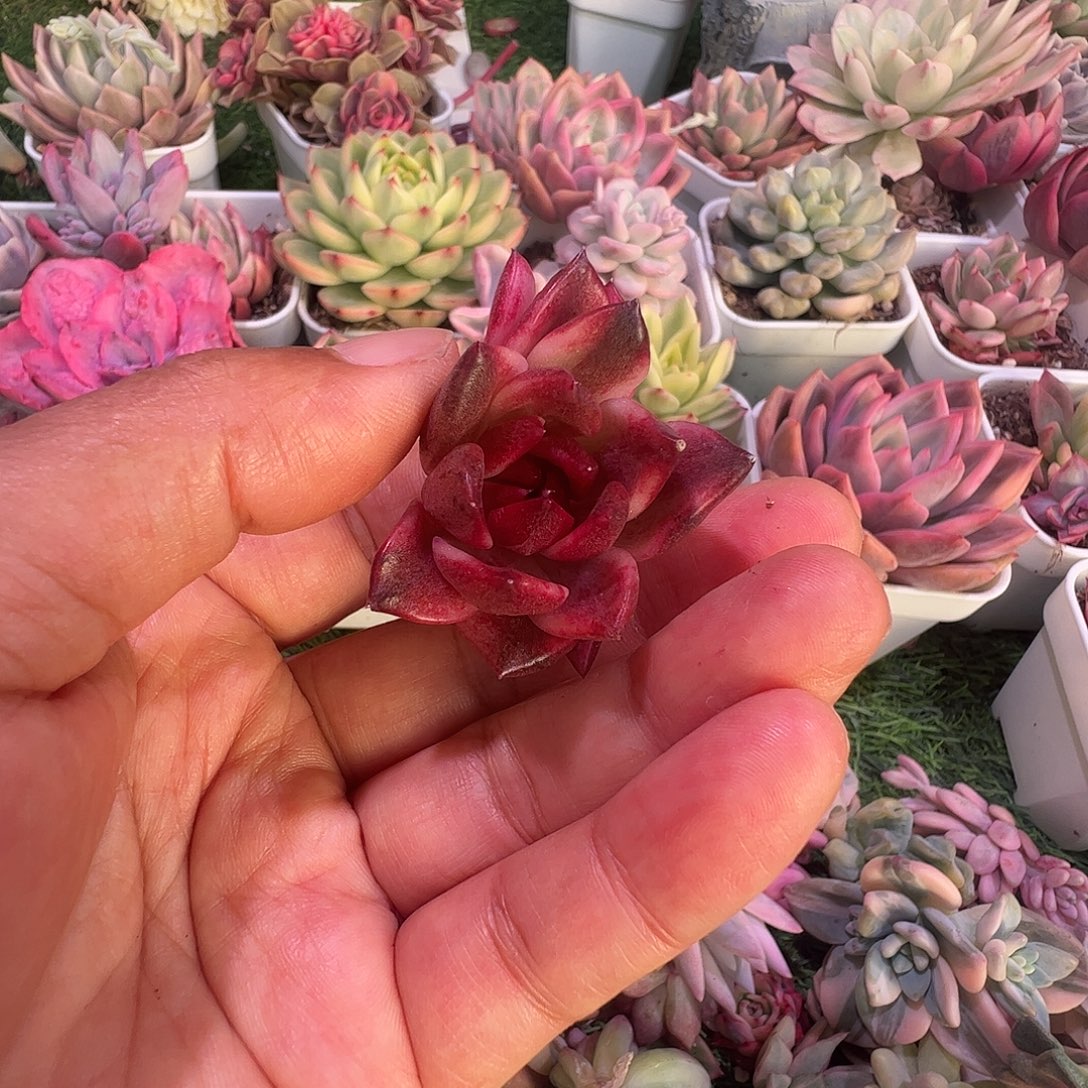 花***姐多肉植物多肉植物