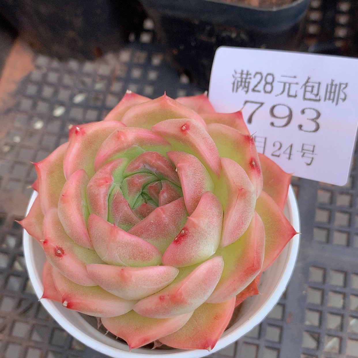 【闪购商品】云793号麦秆