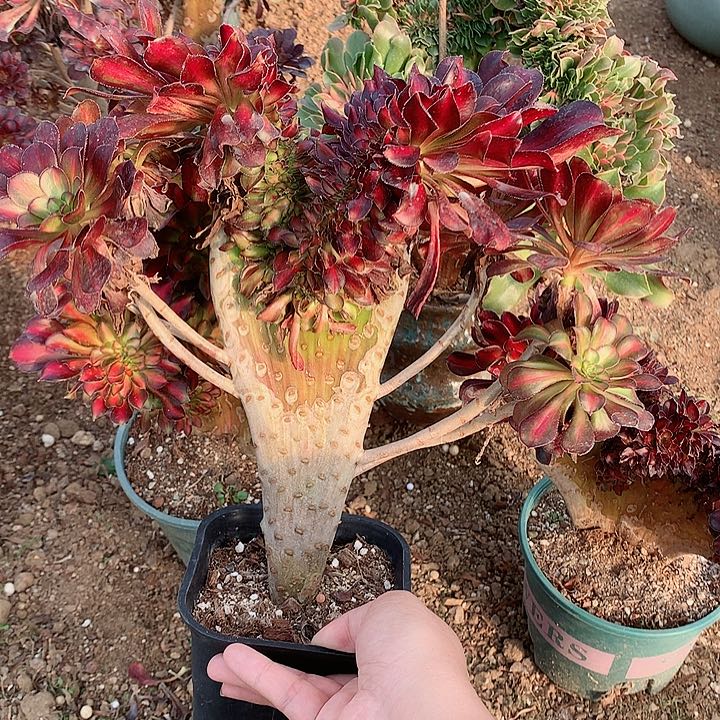 晚霞缀化脱土发货啊