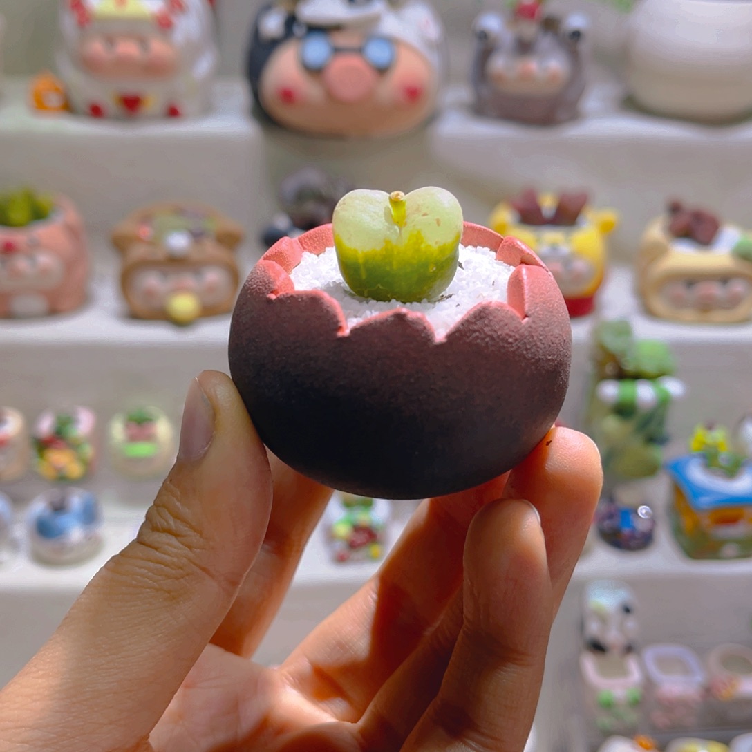 040高端多肉带盆土一套9.9