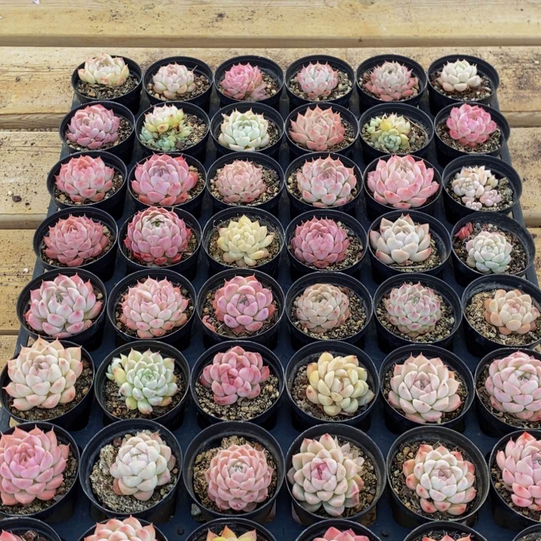 180多肉植物保护研究所所长助理