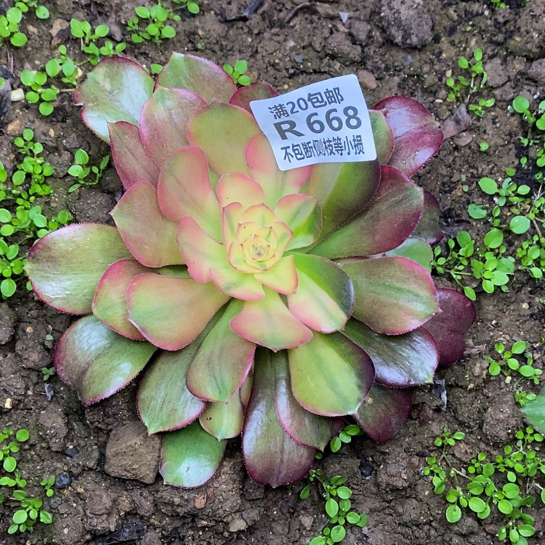 668韶羞七彩多肉法师锦