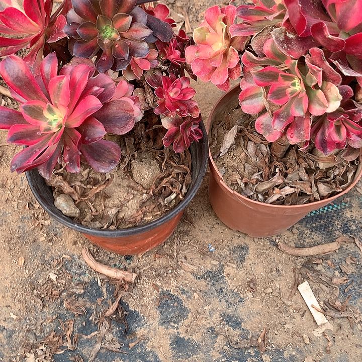 多肉植物美度纱两颗904