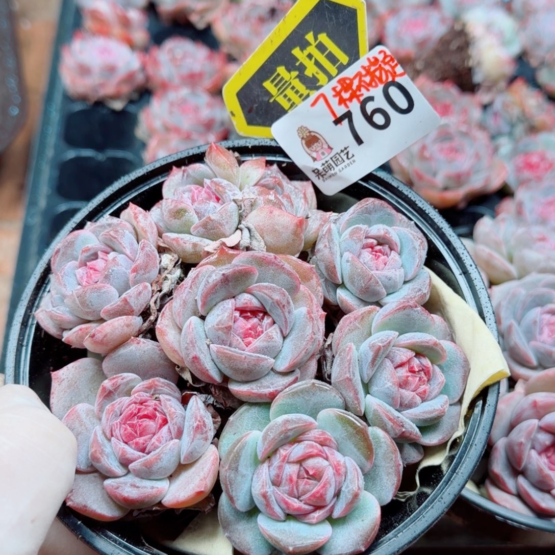 多肉植物多肉植物