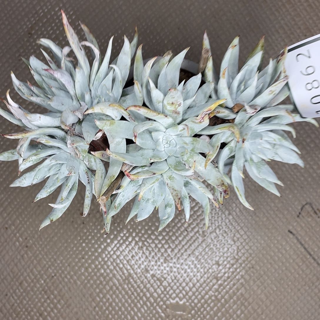 你**奶仙女杯多头老桩10862