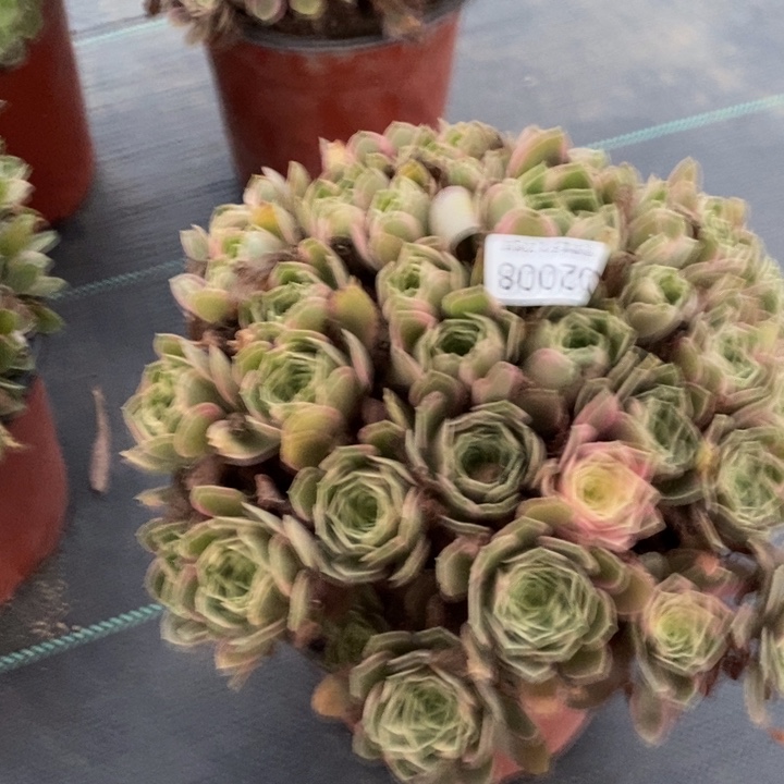 02008女妖多肉植物