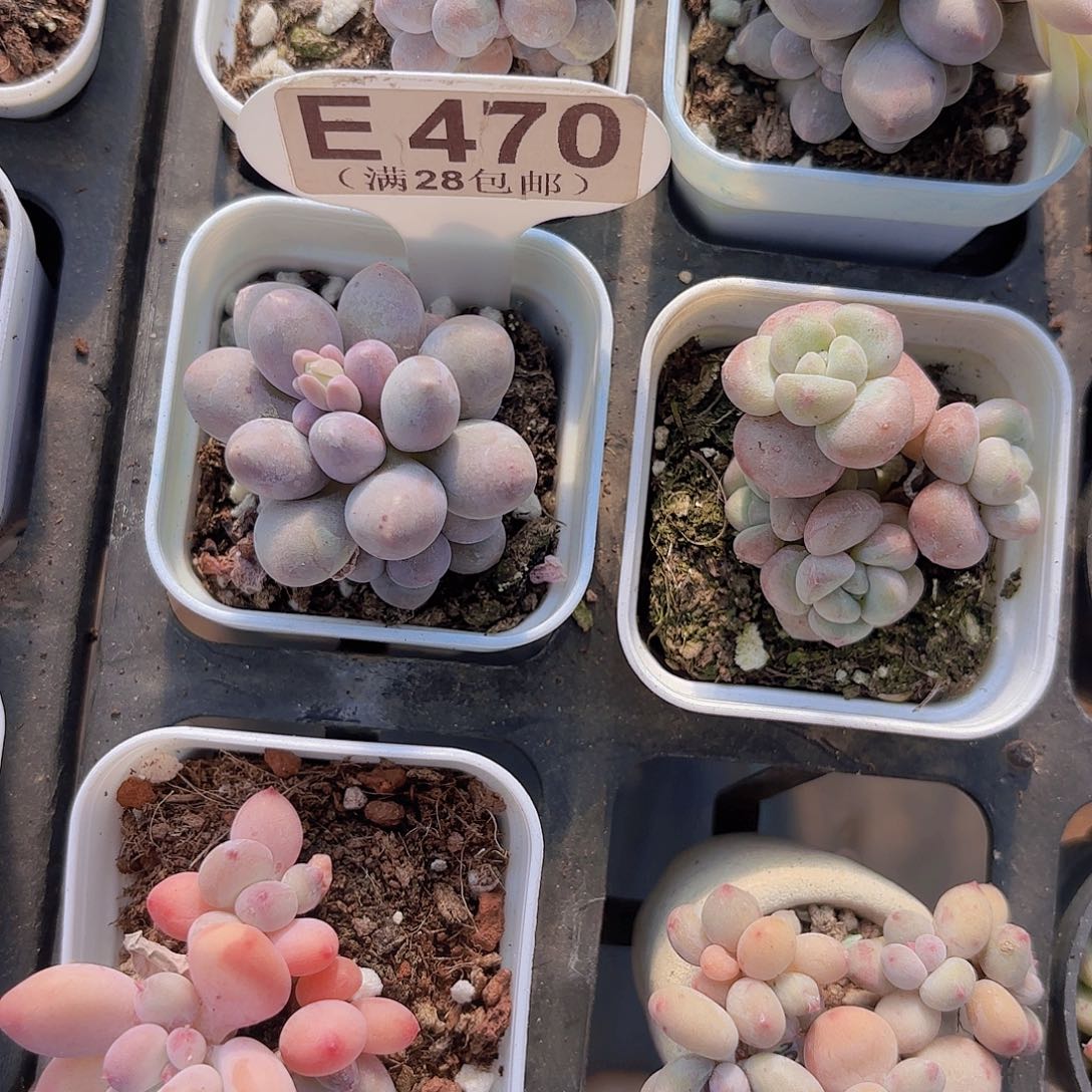 E470汤圆一物一拍