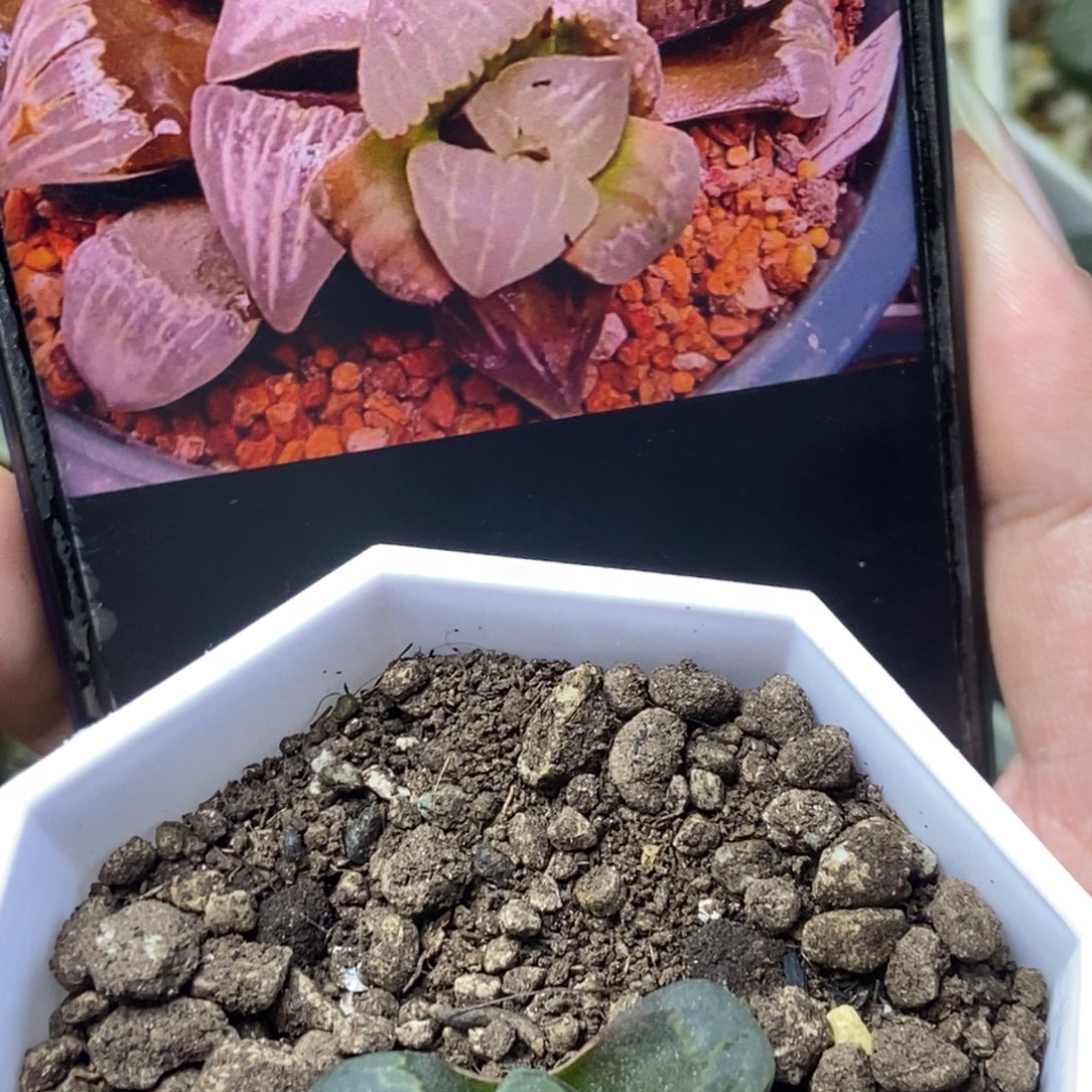 元祖白寿一物一拍