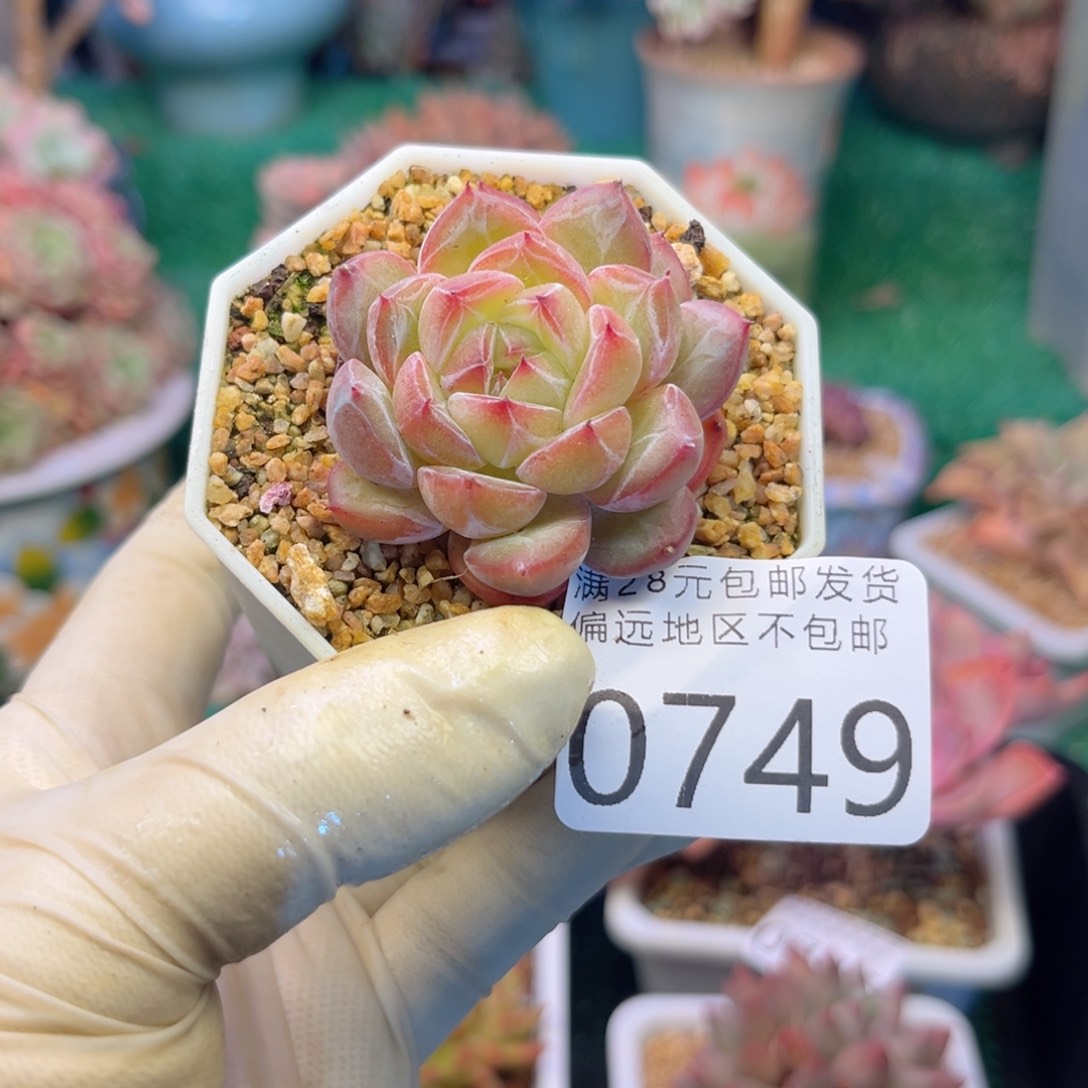 大0749:，b c h c j c b b n