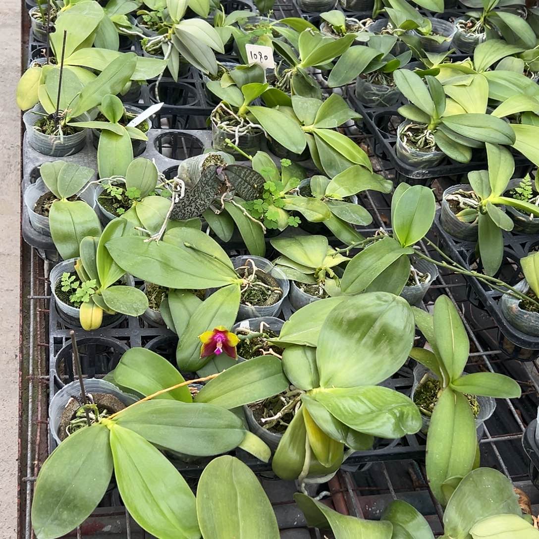 完全开放三单起拍1颗的价格默认瑕疵原生盲盒