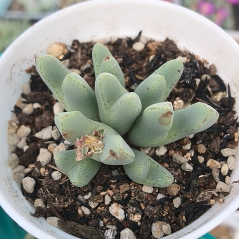 多肉肉锥 985猪蹄