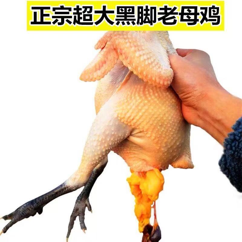 顺丰】农家散养2年黑脚老母鸡黑脚土鸡跑山鸡青脚新鲜整鸡炖鸡汤