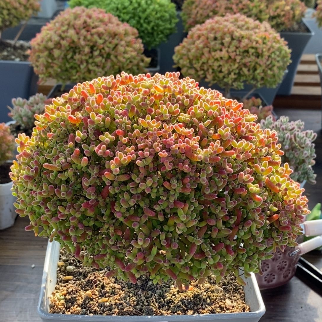 鲸****蜜橘糖球4175枝干番杏