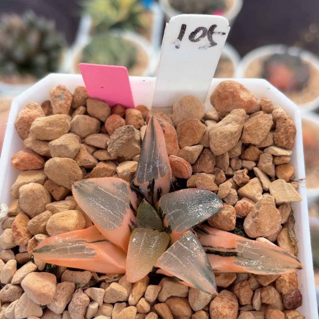 105丘比特克锦。       