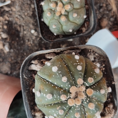 5858处理仙人球的方法