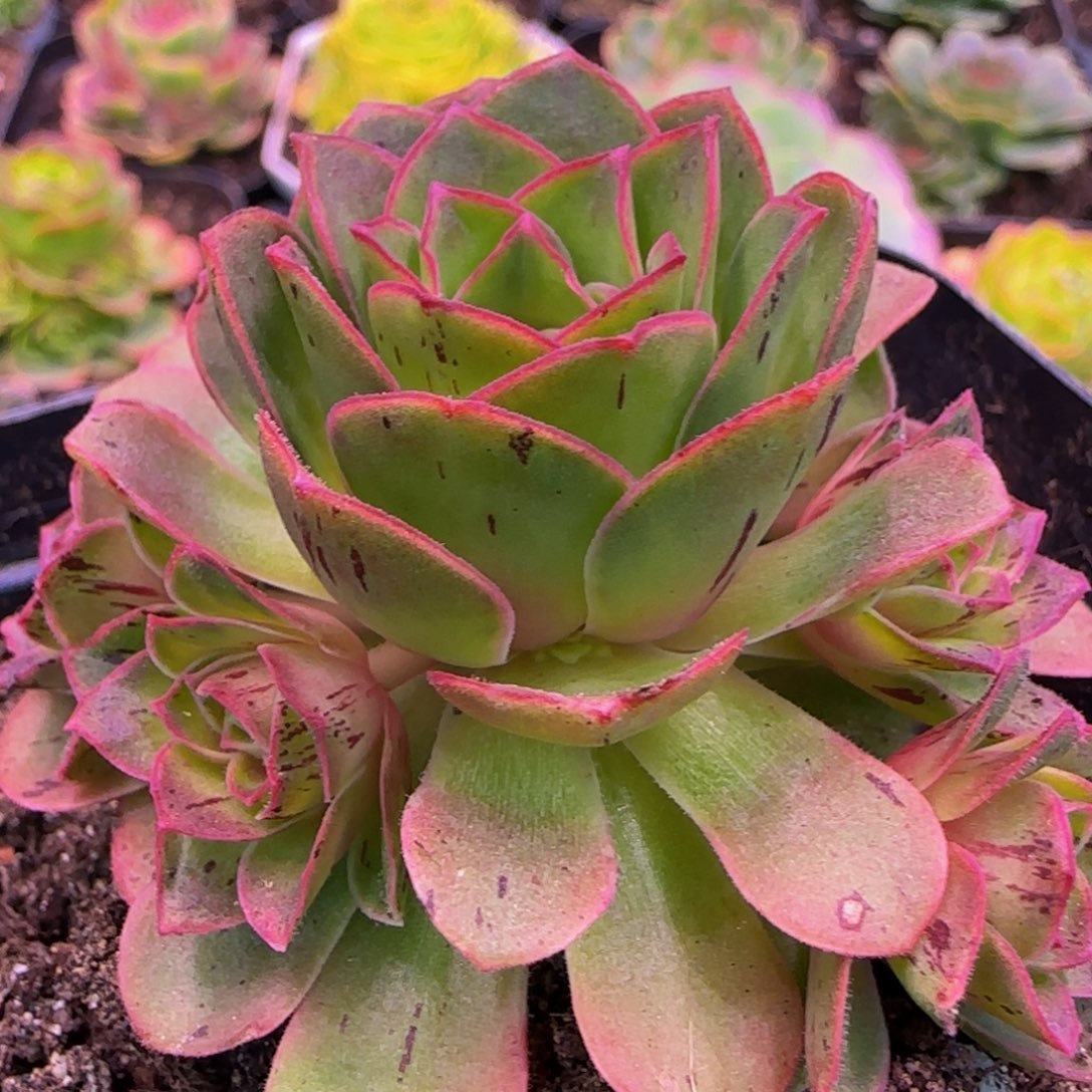 未命名捧花13235376767676758376