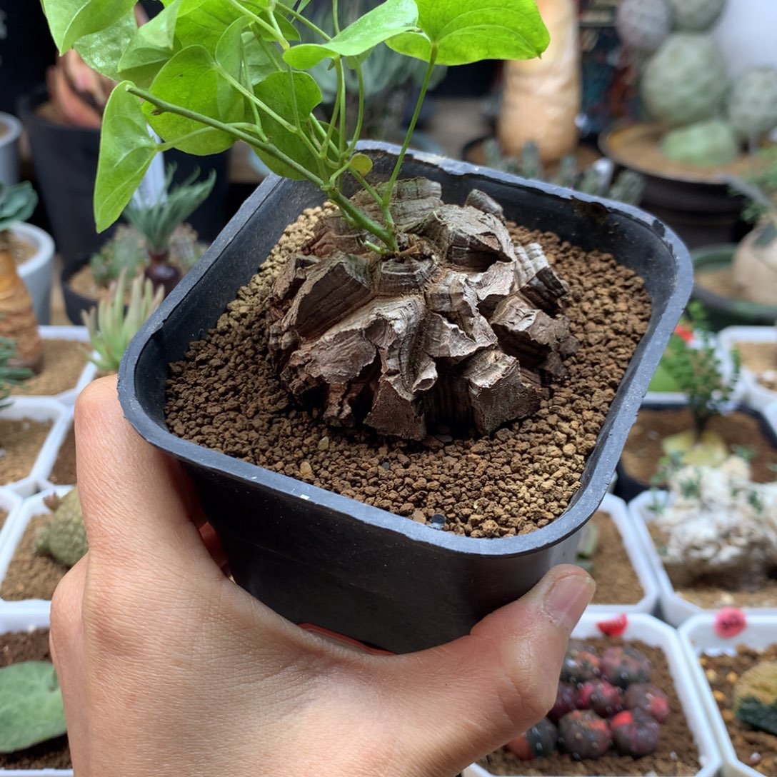 南非龟甲龙带盆5.5cm