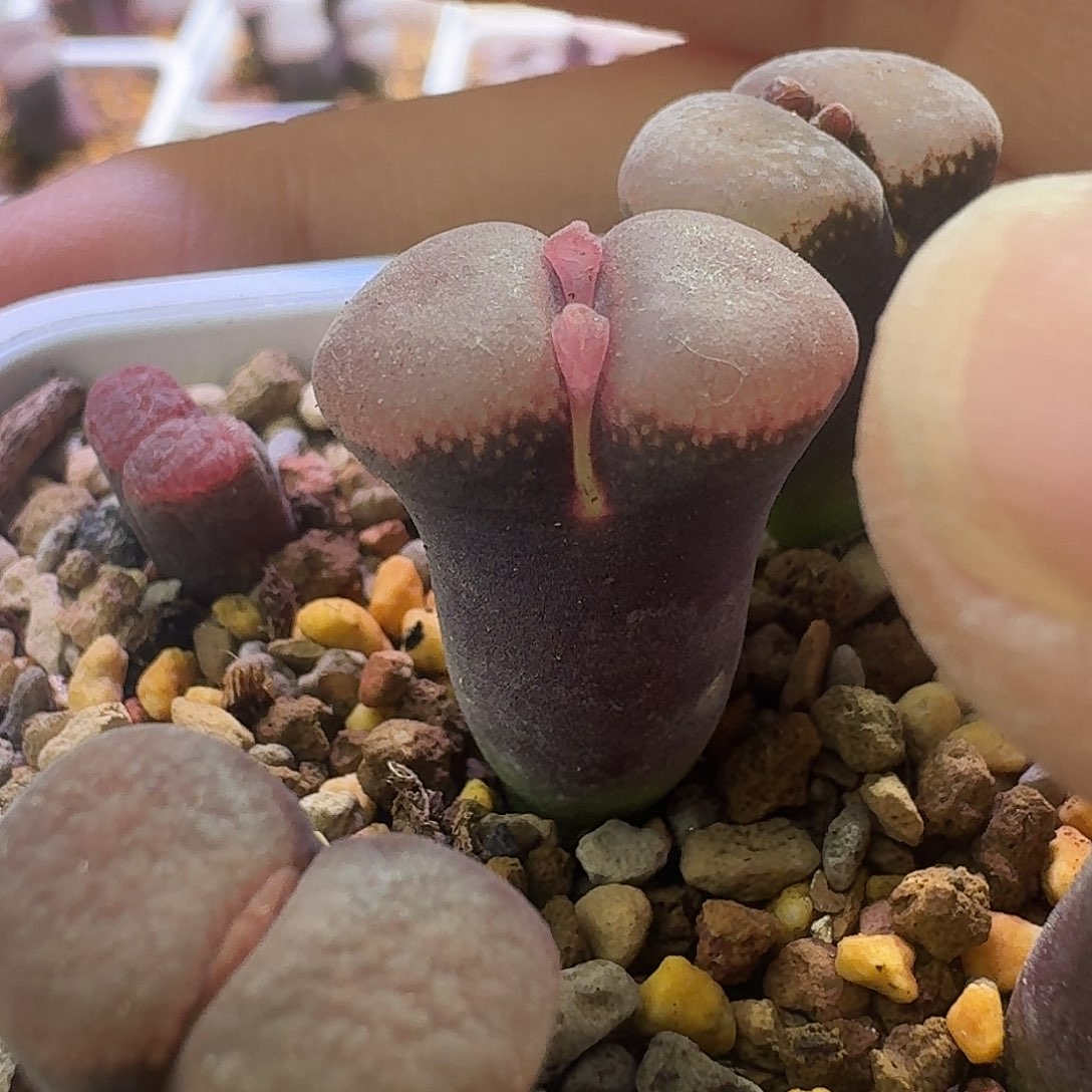 24号单头风铃一物一拍1.6