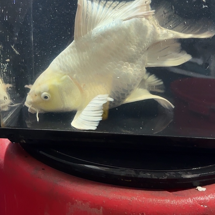 蝴蝶鲤鱼蝴蝶鲤包邮118