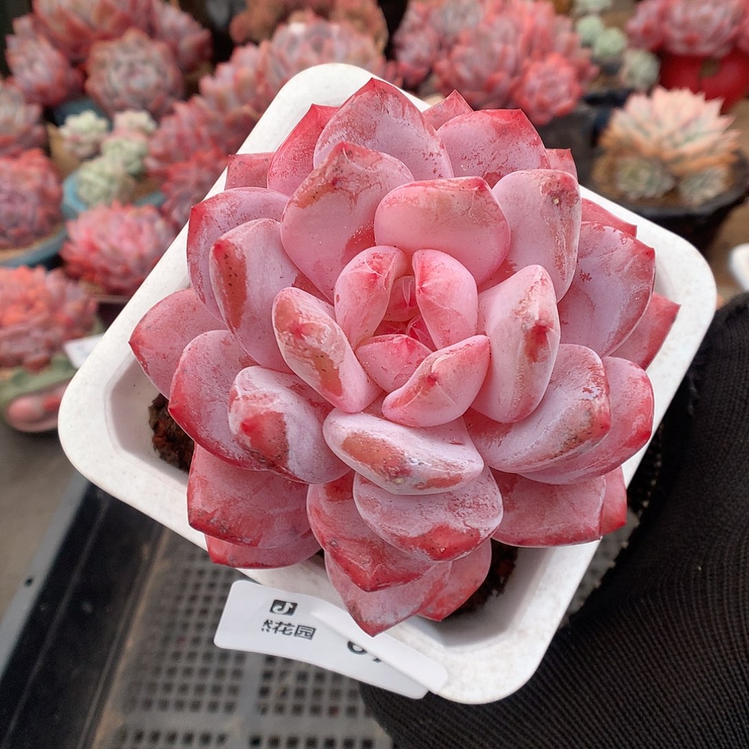 678韩橙多肉植物6666