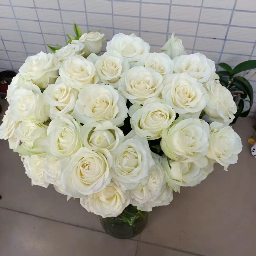 氧花季 白色主题玫瑰18支+2支防损 一单包邮 两单升级快递