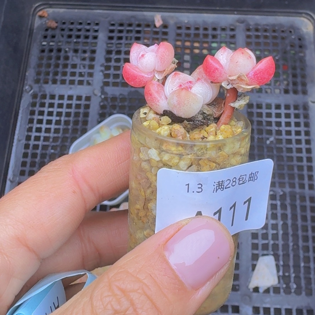 3头玻璃瓶冰玉一颗