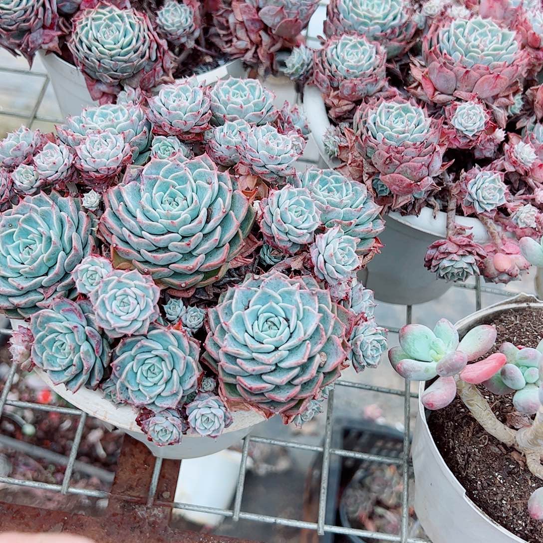 海滨格瑞带盆土精品特价