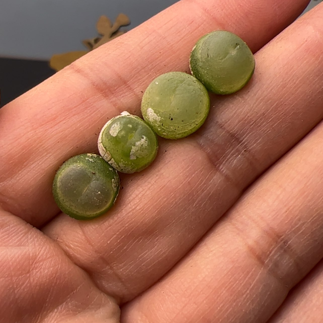 【闪购商品】000000011拉登