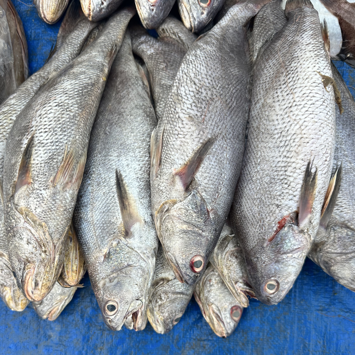 小任哥海鲜-本地鳘鱼顺丰发货