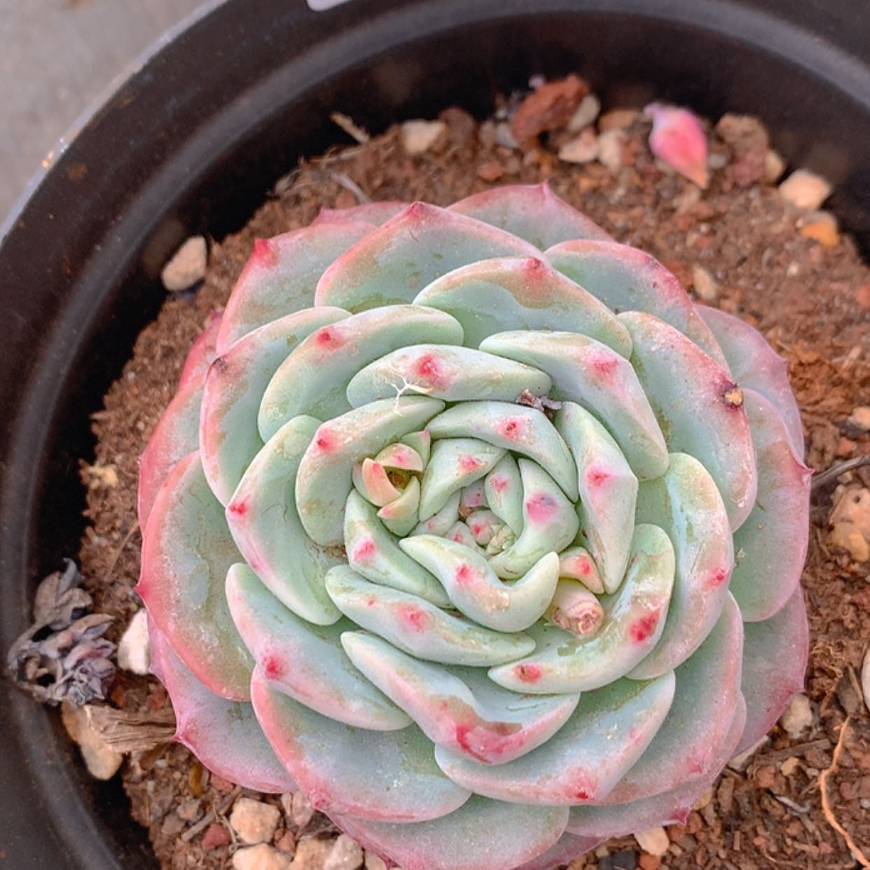 【闪购商品】云3244