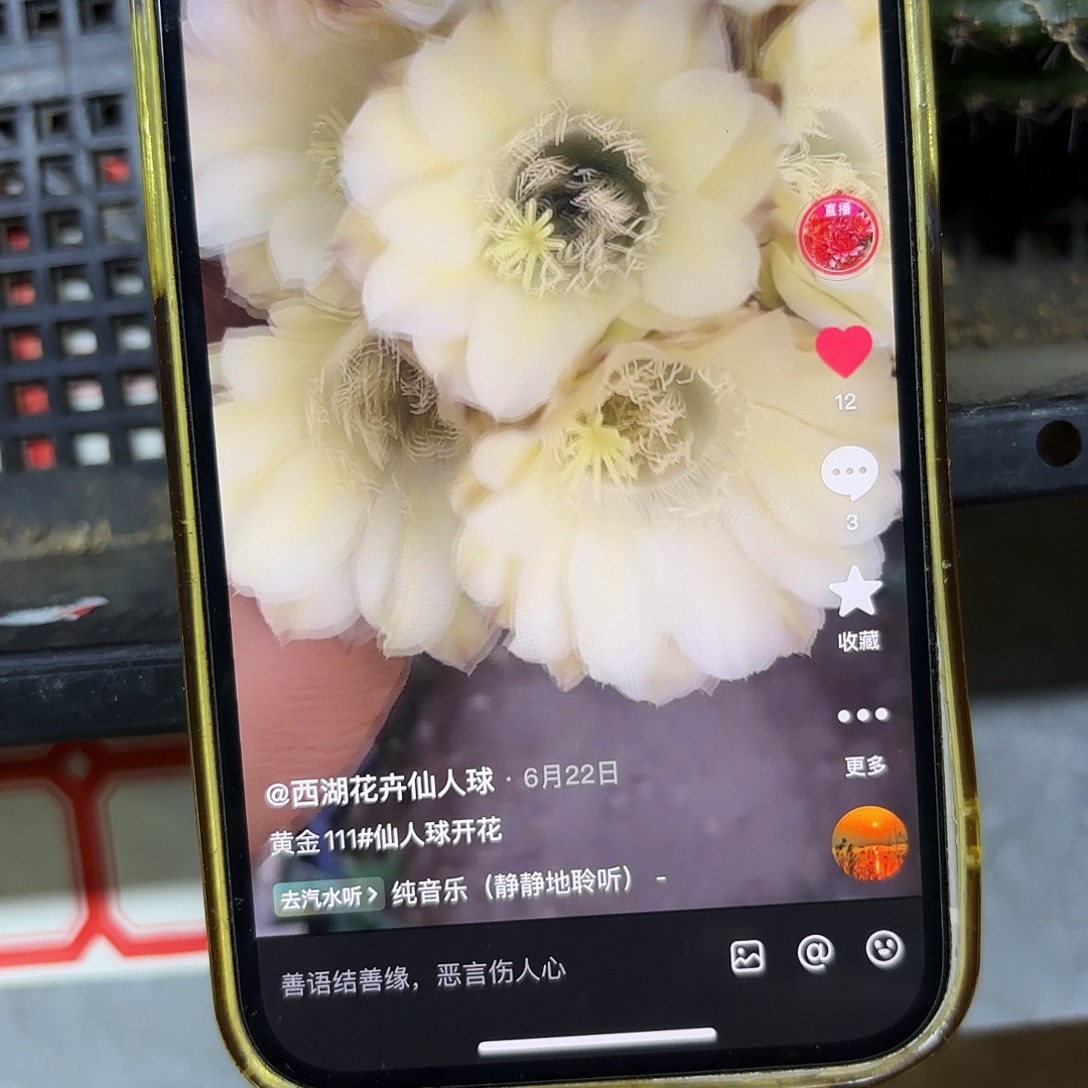 带根黄金111彩侧牙20包邮仙人球24