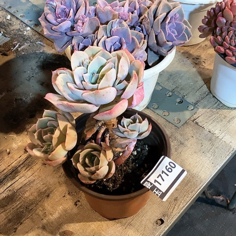 【闪购商品】蓝色苍鹭17160