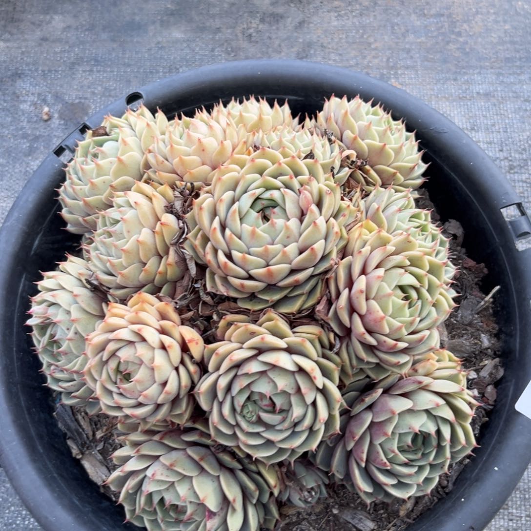 棠颂花卉一物一拍本吧 天天