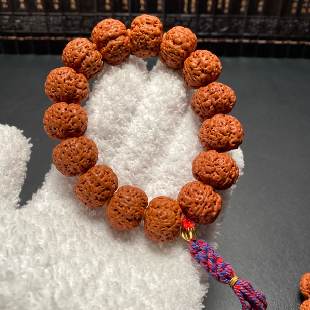 新品高山老树满肉梅花金刚菩提(2号)