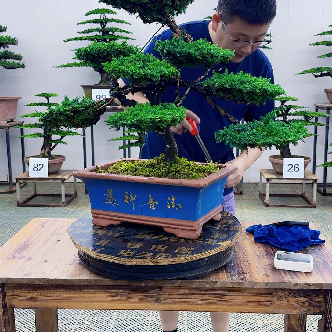 无花朵柏树造型盆景带盆