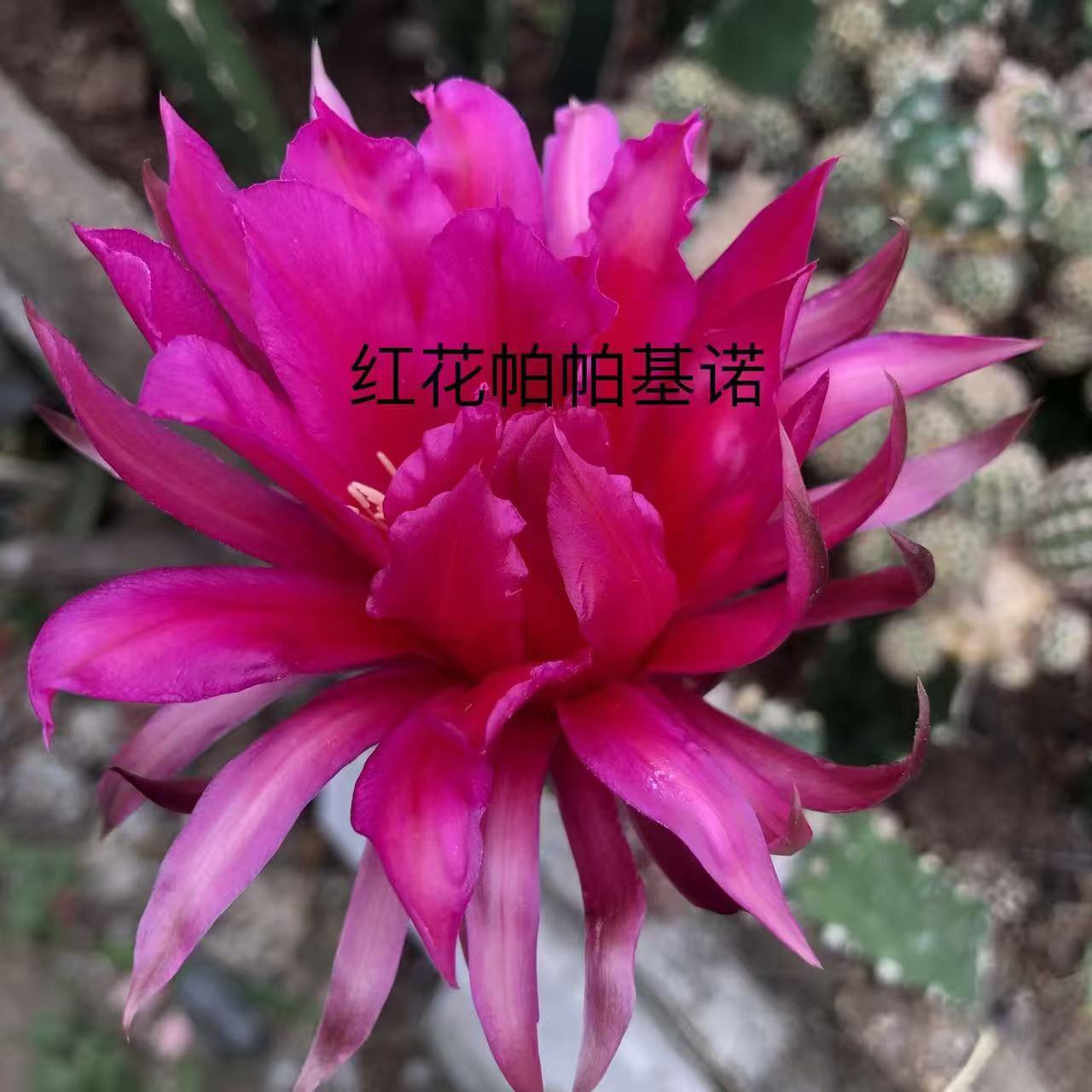 红花帕帕基诺   仙人球漳州基地直发 新手好养