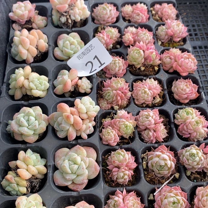 21 多肉植物盆栽花卉