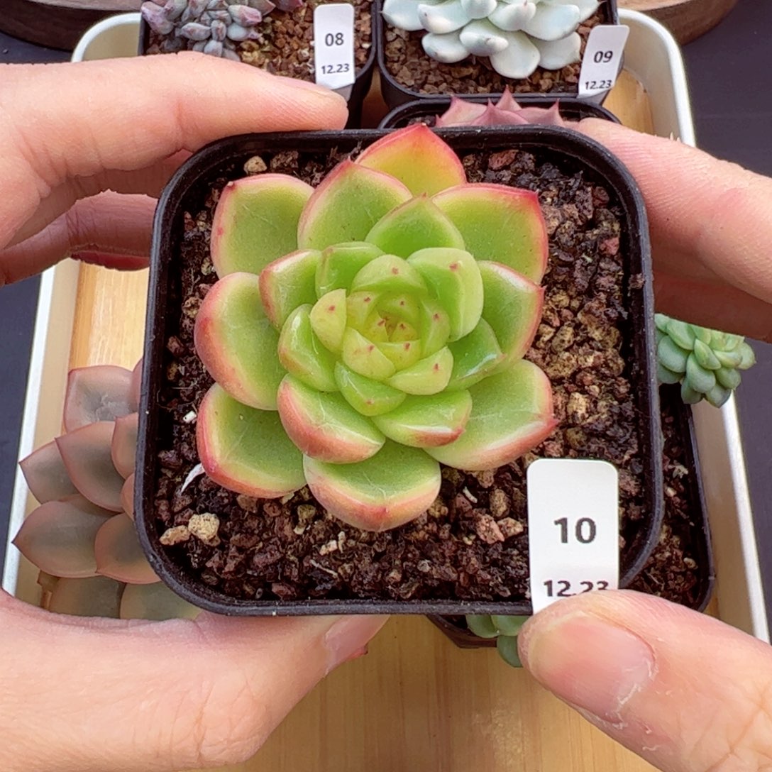 好好看10、哈哈哈哈