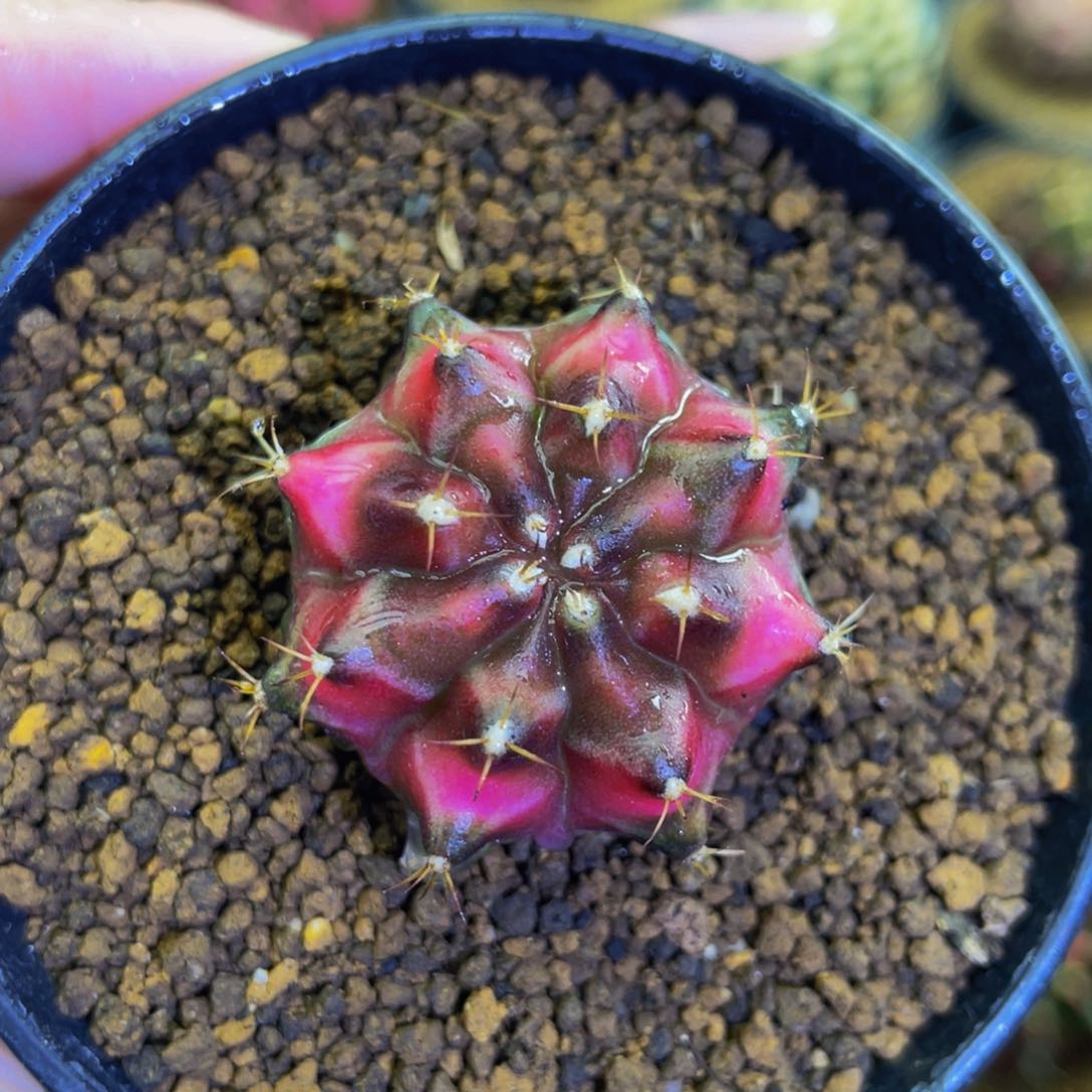 樱花穹顶00000000096