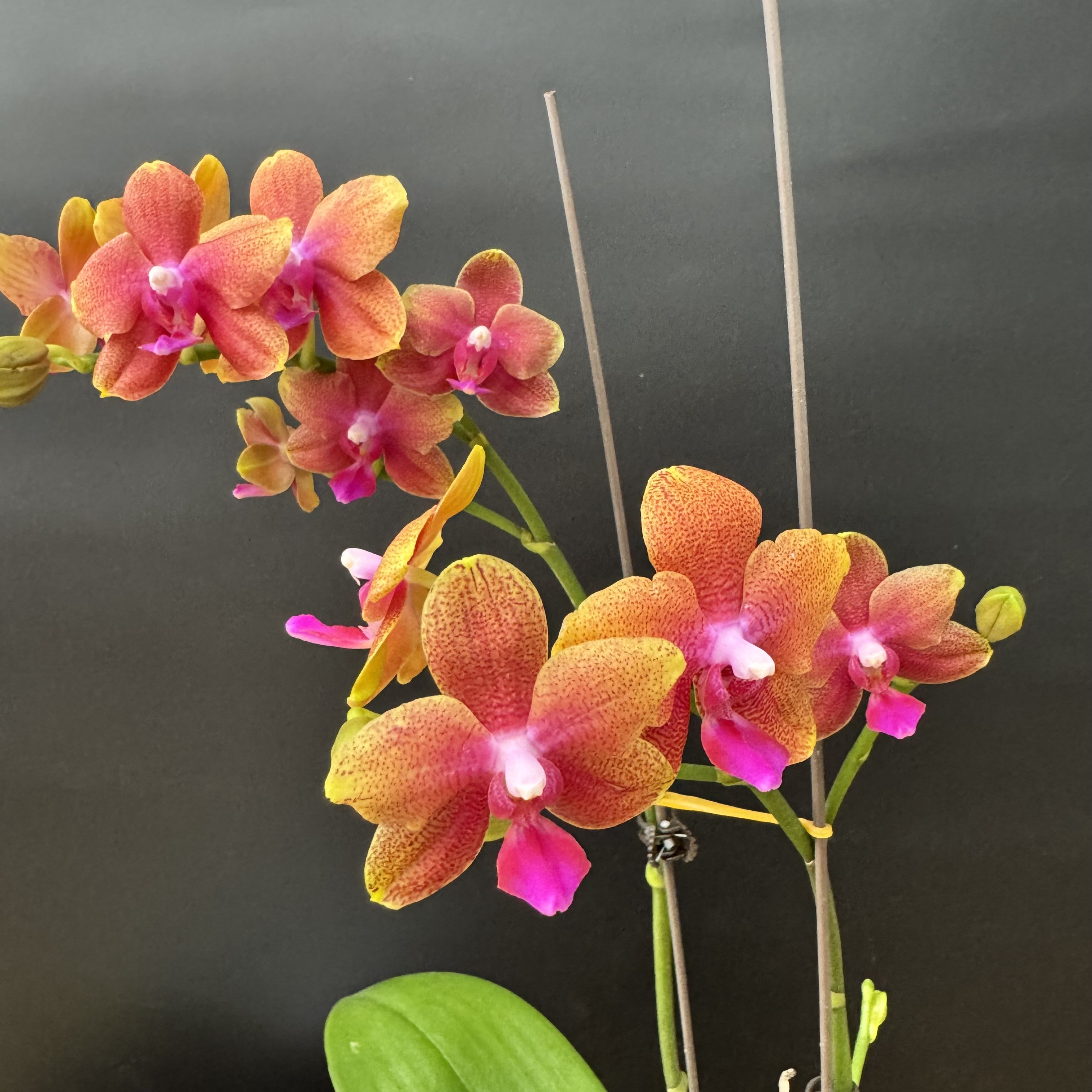 蝴蝶兰【香恋博格利】精品盆栽昆明基地直发