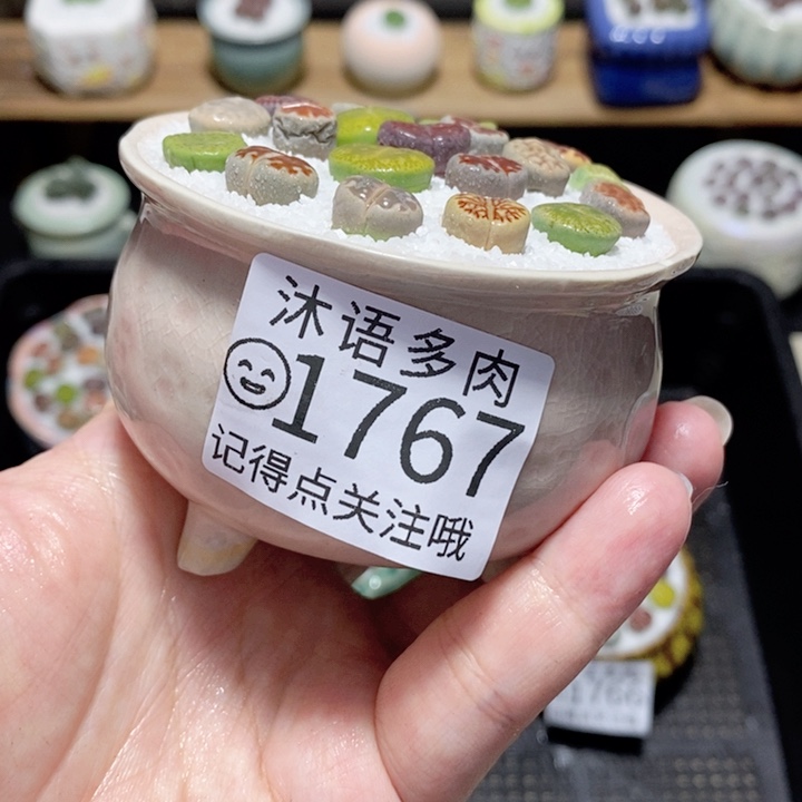 精美盆栽 一物一拍1767