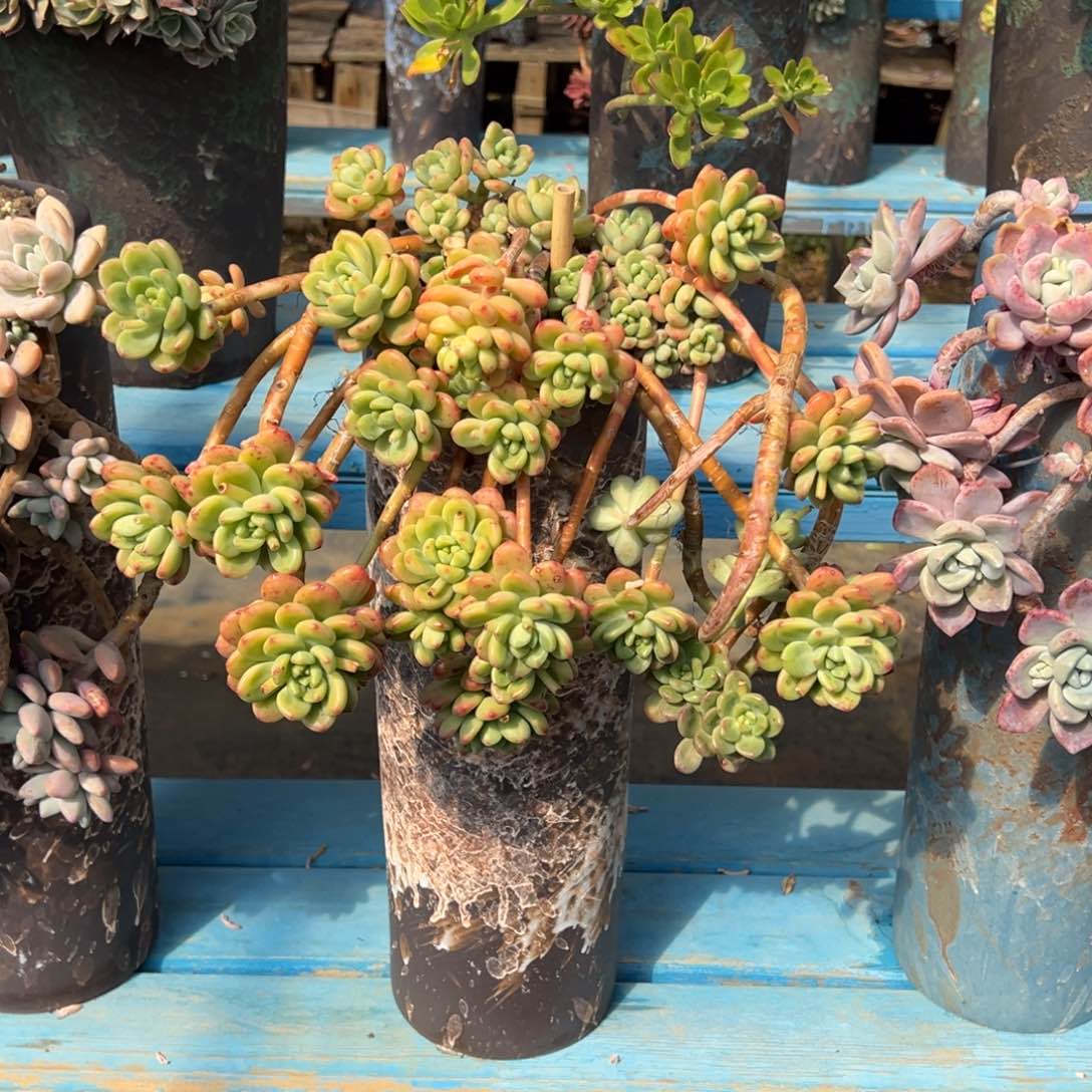 精品香格里拉妖桩 裸根