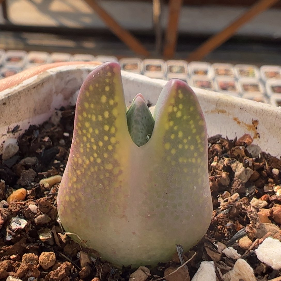 龙猫紫飞鸟多肉植物百科