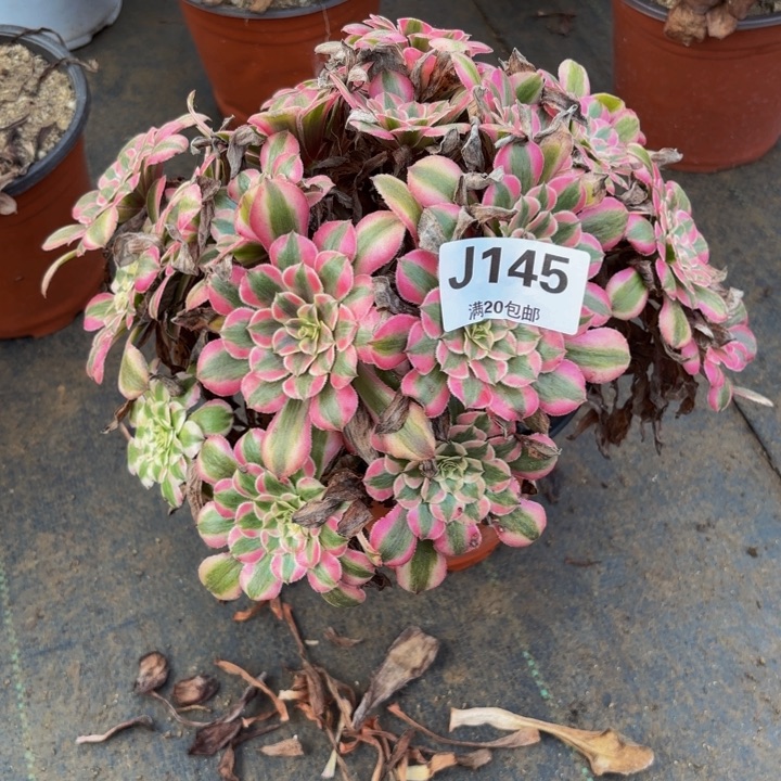 瑞妈多肉园艺145粉铜