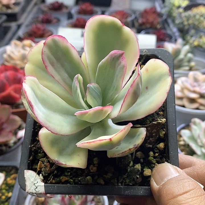 1480精美多肉大瑞碟锦